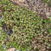 6 Bryophytes - I - Mosses